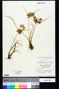 Cyperus flavescens image