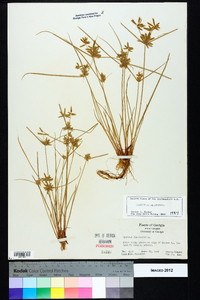 Cyperus flavescens image