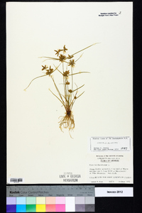 Cyperus flavescens image