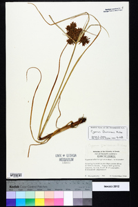 Cyperus flavicomus image