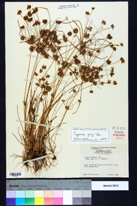 Cyperus grayi image