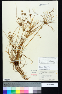 Cyperus grayi image