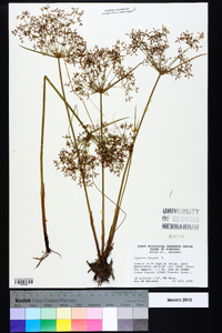 Cyperus haspan image