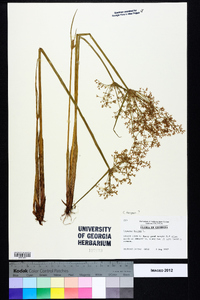 Cyperus haspan image