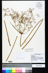 Cyperus haspan image