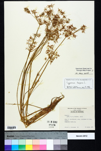 Cyperus haspan image