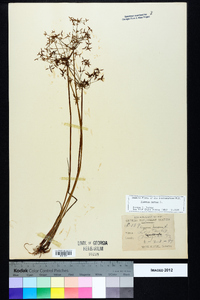 Cyperus haspan image