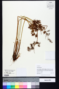 Cyperus haspan image