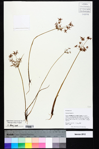 Cyperus haspan image