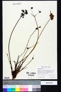 Cyperus haspan image