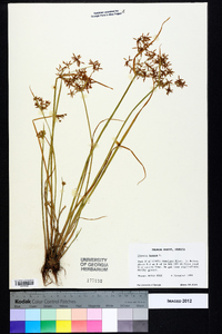 Cyperus haspan image