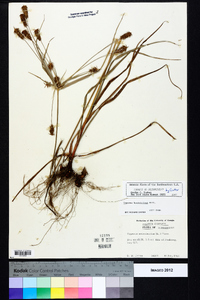 Cyperus hystricinus image