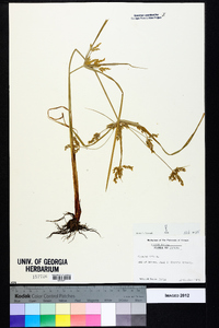 Cyperus iria image