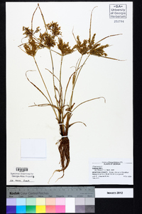 Cyperus iria image