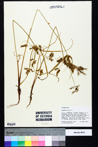 Cyperus iria image