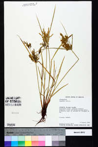 Cyperus iria image