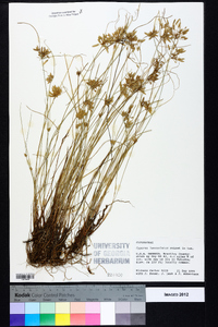 Cyperus lanceolatus image