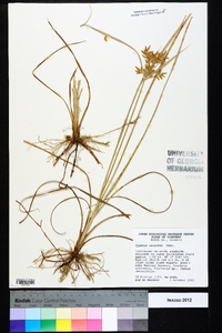 Cyperus lecontei image