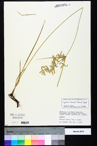 Cyperus lecontei image