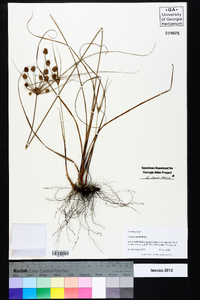 Cyperus nashii image