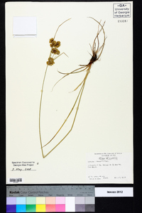 Cyperus ochraceus image