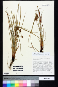 Cyperus ovatus image