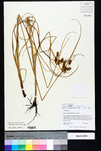 Cyperus ovatus image