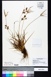 Cyperus ovatus image