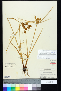 Cyperus ovatus image