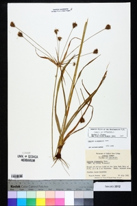 Cyperus plukenetii image