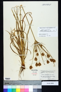 Cyperus plukenetii image