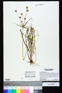 Cyperus plukenetii image