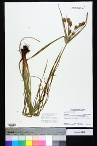 Cyperus plukenetii image