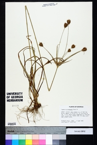 Cyperus plukenetii image