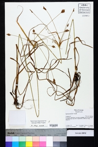 Cyperus plukenetii image