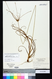 Cyperus plukenetii image