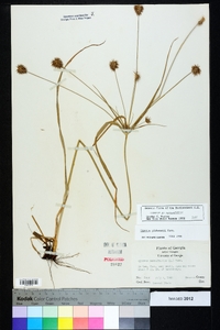 Cyperus plukenetii image