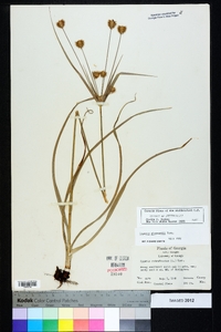 Cyperus plukenetii image