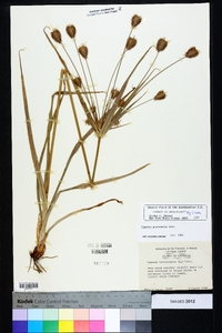 Cyperus plukenetii image