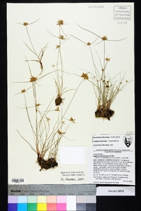 Cyperus polystachyos image