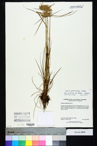 Cyperus polystachyos image