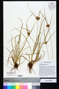 Cyperus pseudovegetus image