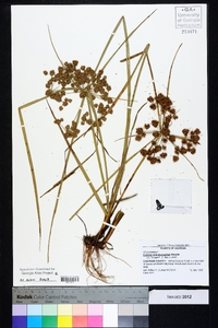 Cyperus pseudovegetus image