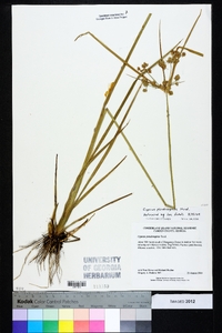 Cyperus pseudovegetus image