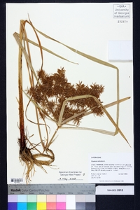 Cyperus pseudovegetus image