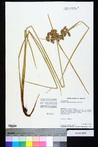 Cyperus pseudovegetus image