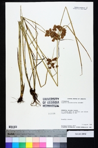 Cyperus pseudovegetus image