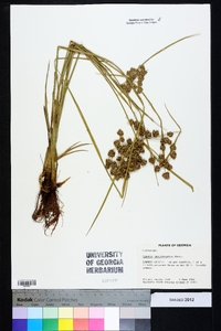 Cyperus pseudovegetus image