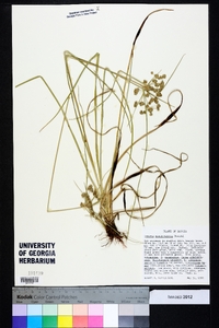 Cyperus pseudovegetus image