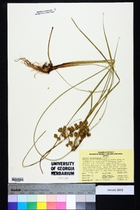 Cyperus pseudovegetus image